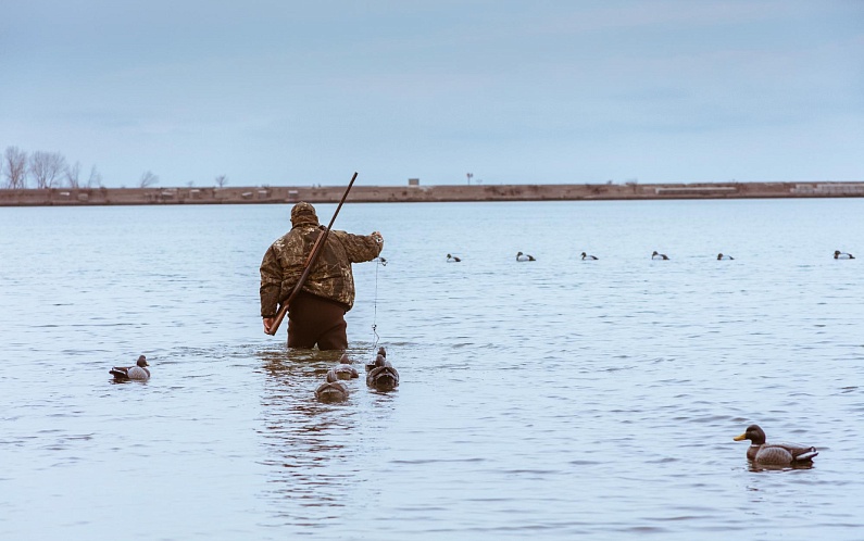 Сроки весенней охоты на уток стали известны на Ямале